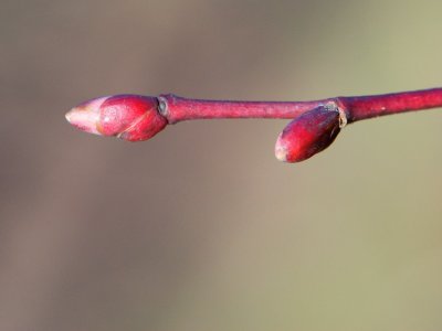 Tilia platyphyllos 'Laciniata' - lípa velkolistá - pupen